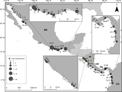 Frontiers | Rapid Assessments of Leatherback Small-Scale Fishery